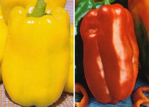 PEPERONE QUADRATO ASTI GIALLO NR.100 SEMI